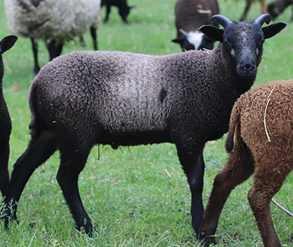 lamb26